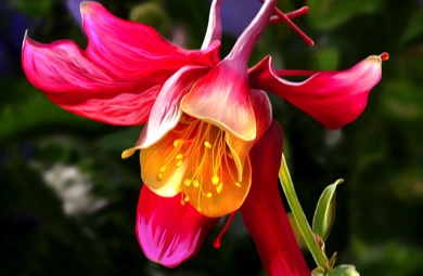 Columbine